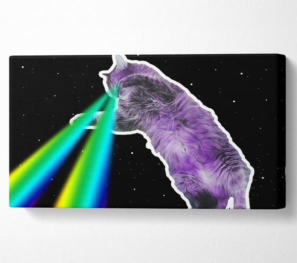 Cat Lazer Beam Space