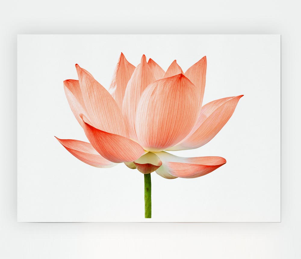 The Peach Flower Beauty Print Poster Wall Art