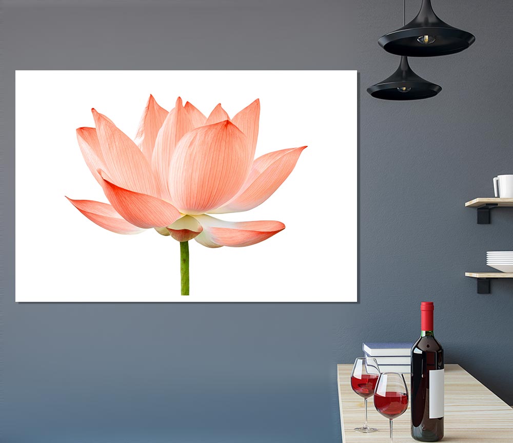 The Peach Flower Beauty Print Poster Wall Art