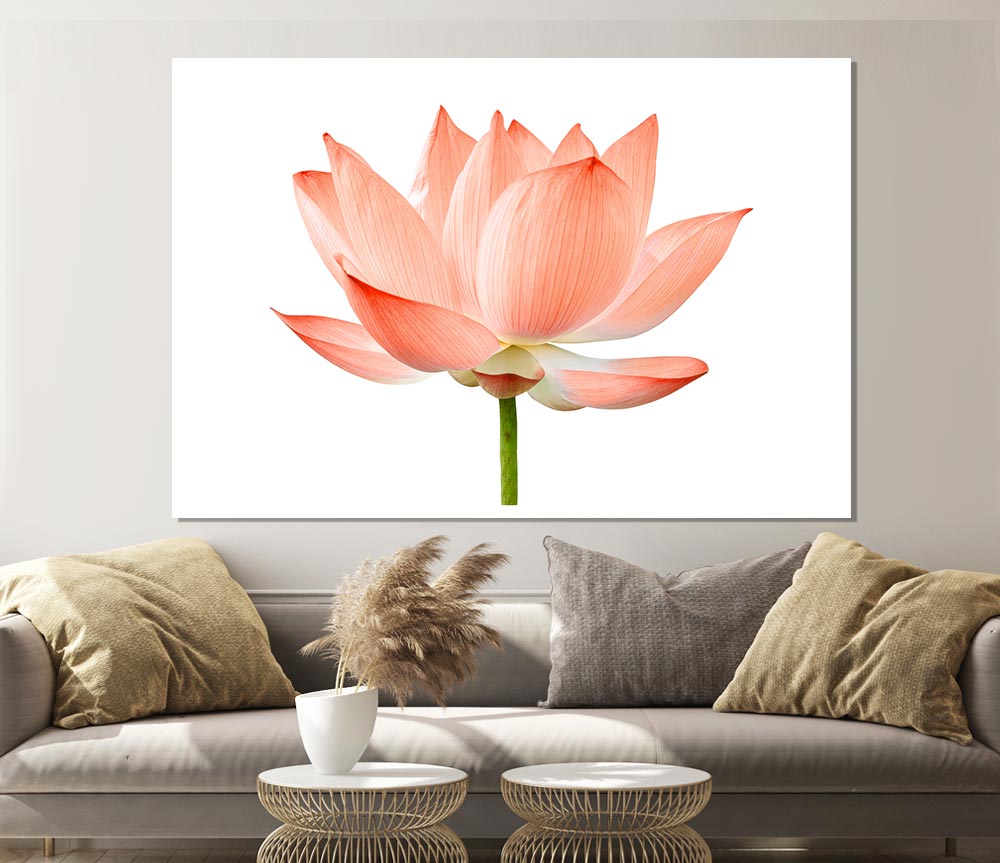 The Peach Flower Beauty Print Poster Wall Art