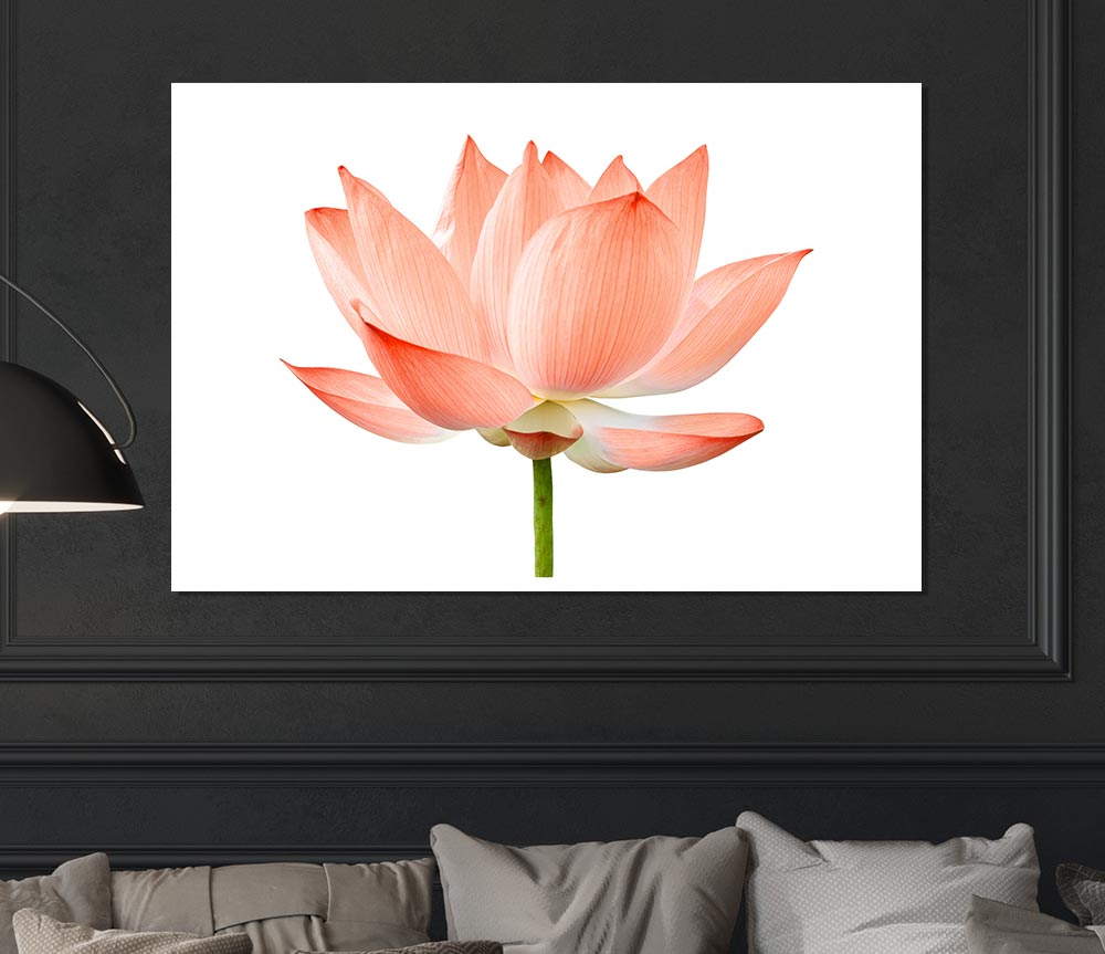 The Peach Flower Beauty Print Poster Wall Art