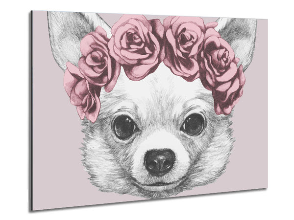 Flower Head Chihuahua