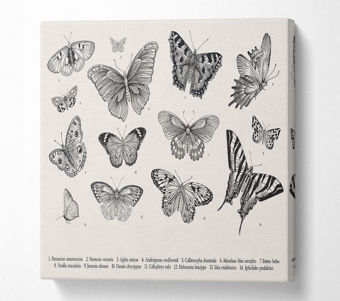 A Square Canvas Print Showing British Butterflies Square Wall Art