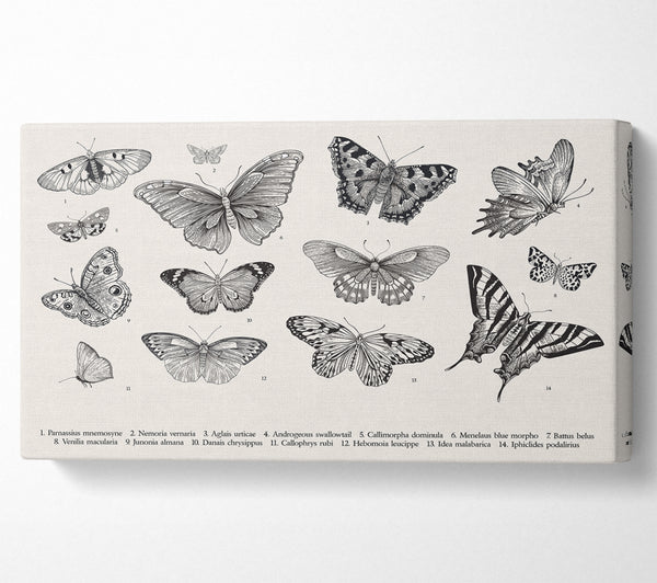 British Butterflies