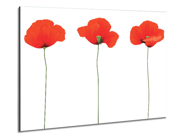 Three Poppies Standing