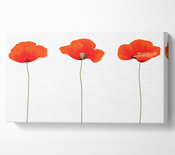 Three Poppies Standing