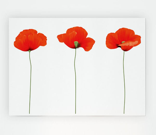 Three Poppies Standing Print Poster Wall Art