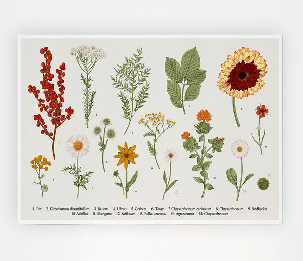 Flower Illustration Handrawn Print Poster Wall Art