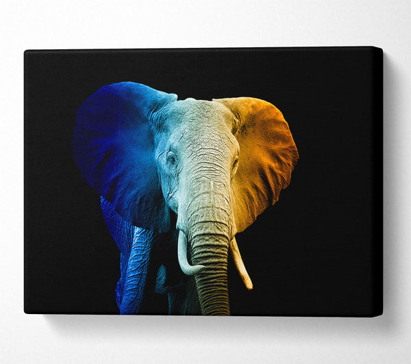 Picture of Tri Coloured Elephant Canvas Print Wall Art