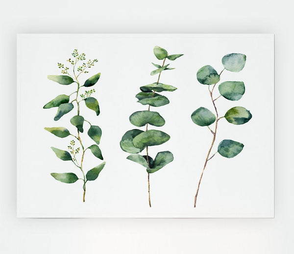 Three Green Foliage Stems Print Poster Wall Art