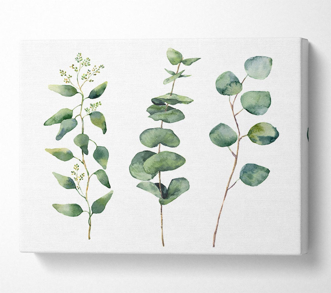 Picture of Three Green Foliage Stems Canvas Print Wall Art