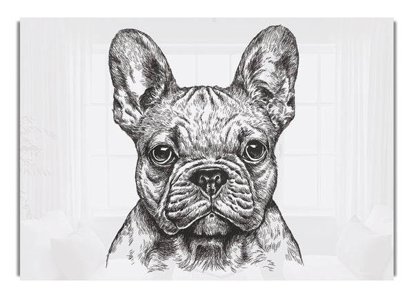 French Bulldog Sketch