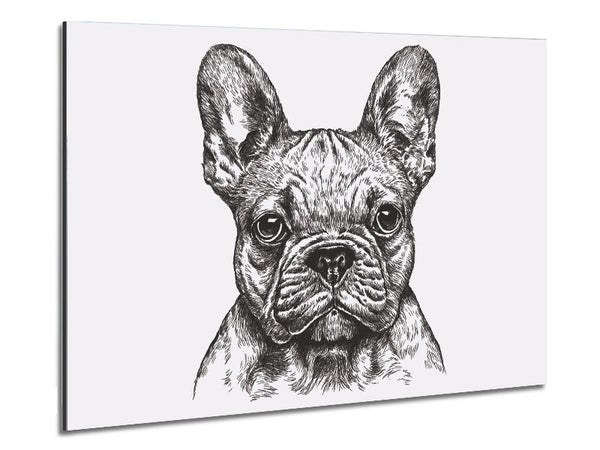 French Bulldog Sketch