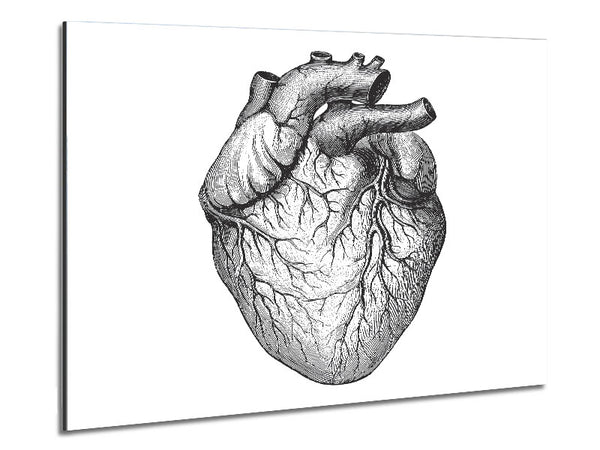 Anatomy Of The Heart