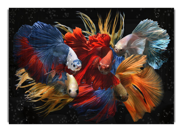 Siamese Fighting Fish