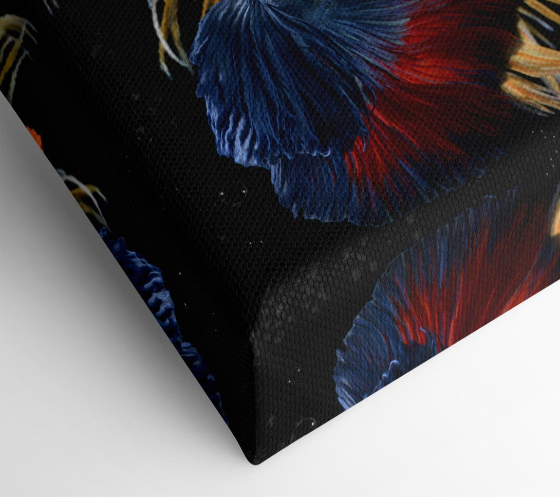 Picture of Siamese Fighting Fish Canvas Print Wall Art