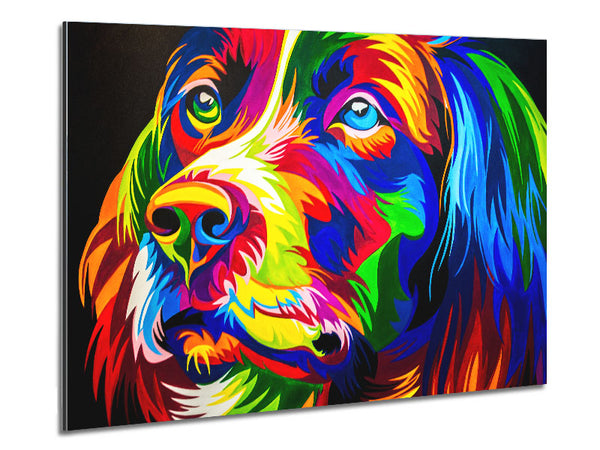 The Stunning Colourful Dog