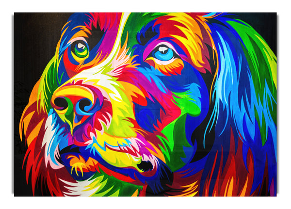 The Stunning Colourful Dog