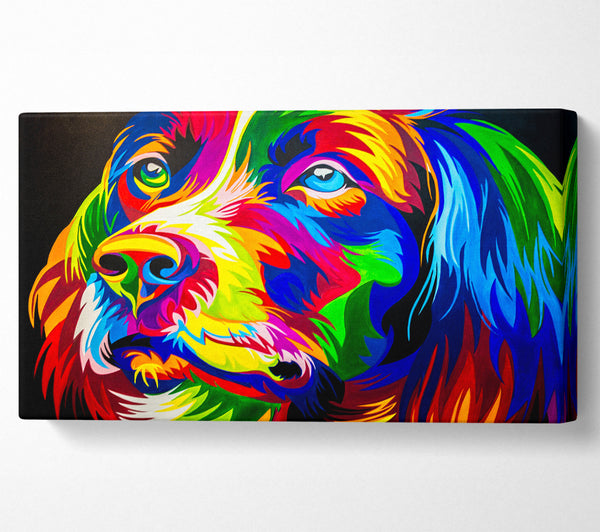 The Stunning Colourful Dog