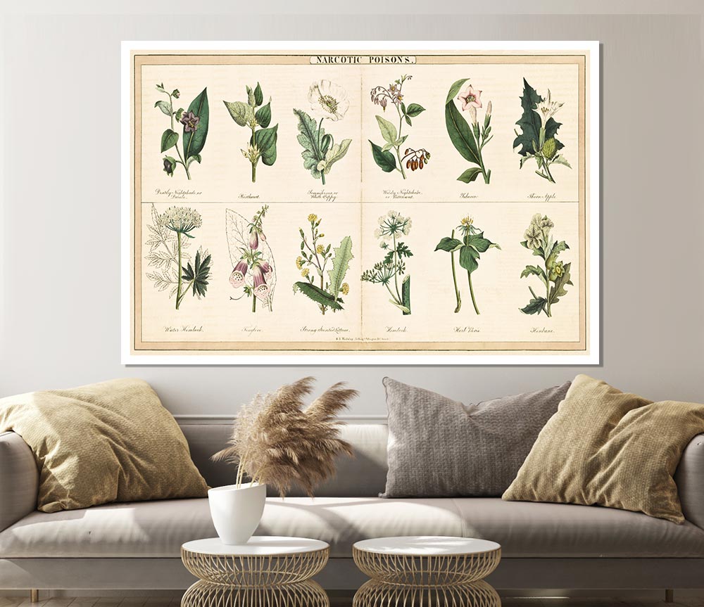 Flower Illustrations Print Poster Wall Art