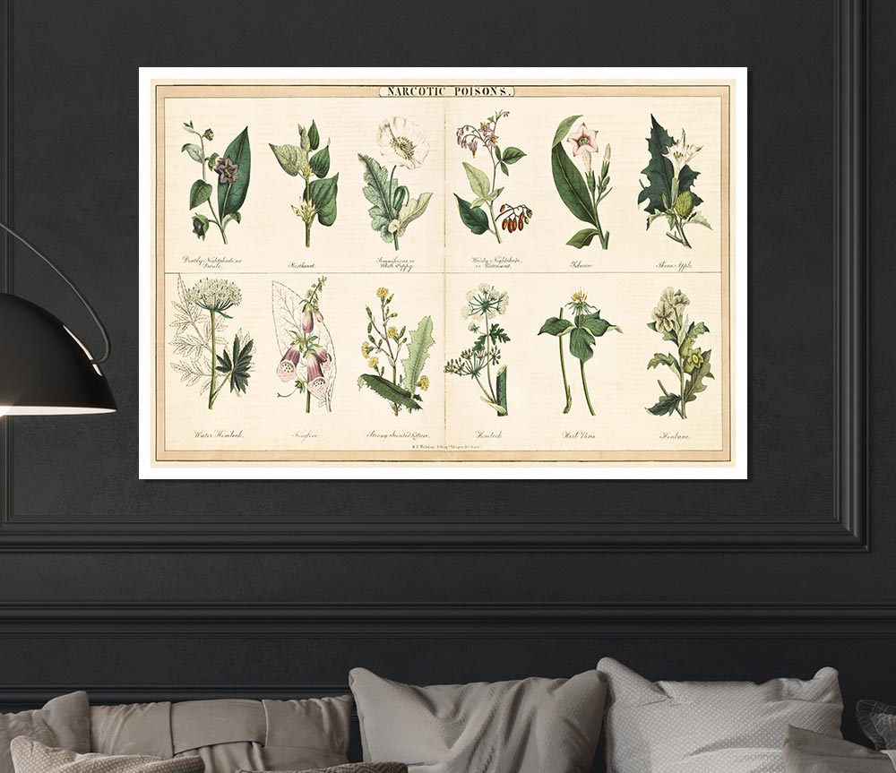 Flower Illustrations Print Poster Wall Art