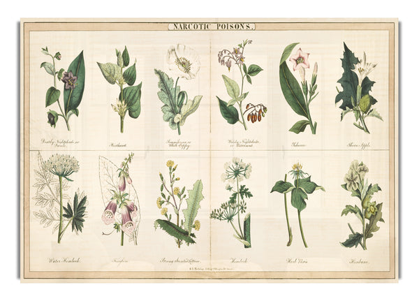 Blumenillustrationen