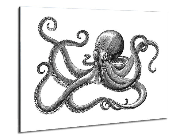 Octopus Illustration