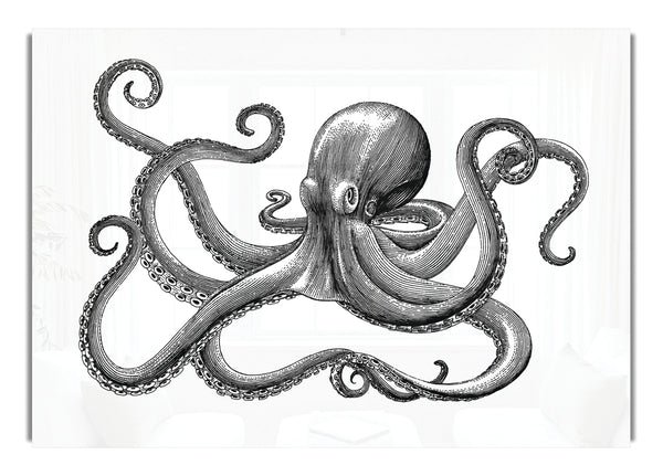 Octopus Illustration