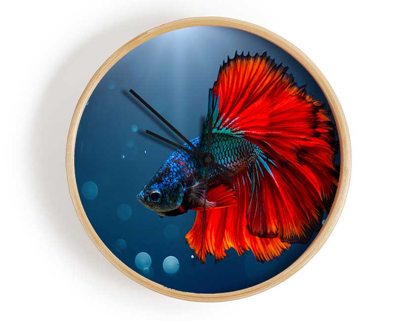 The Siamese Fighter Fish Clock - Wallart-Direct UK