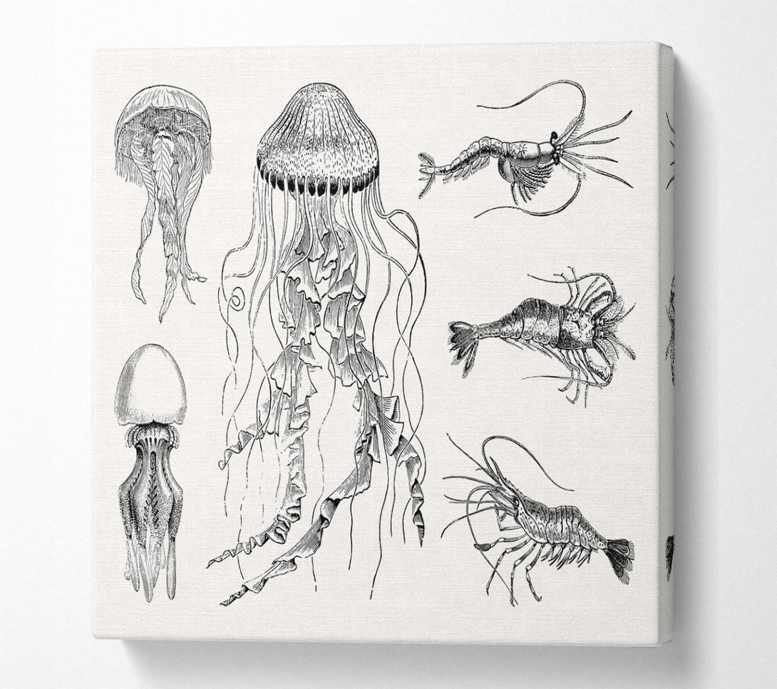 A Square Canvas Print Showing Jellyfish And Shrimp Square Wall Art