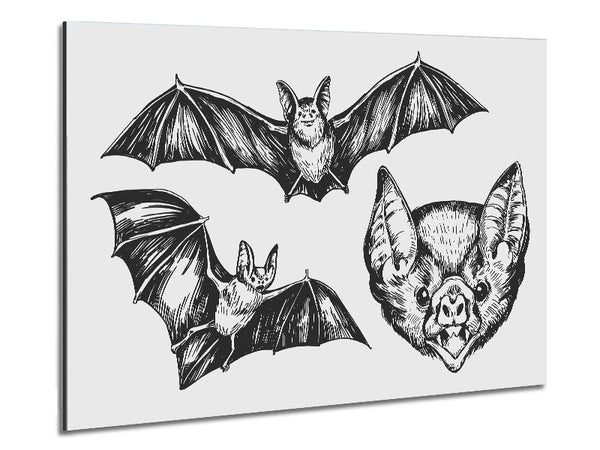 The Trio Of Bat Illustrations