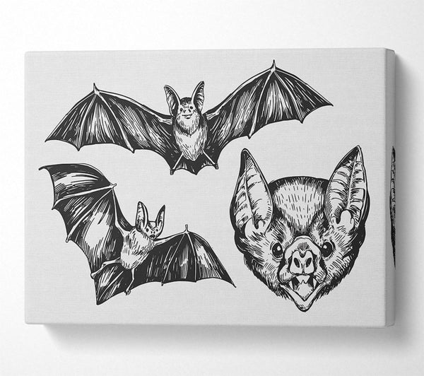 Picture of The Trio Of Bat Illustrations Canvas Print Wall Art