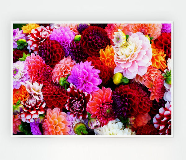 Huge Flower Explosion Print Poster Wall Art