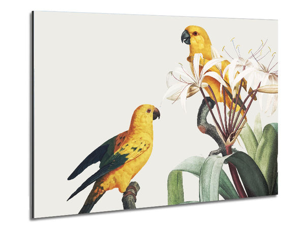 Two Yellow Parrots