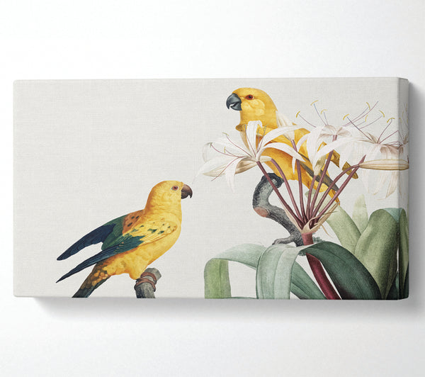 Two Yellow Parrots