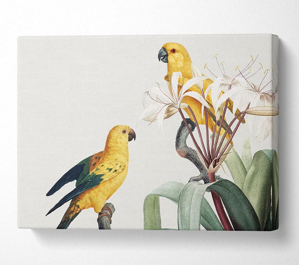 Picture of Two Yellow Parrots Canvas Print Wall Art