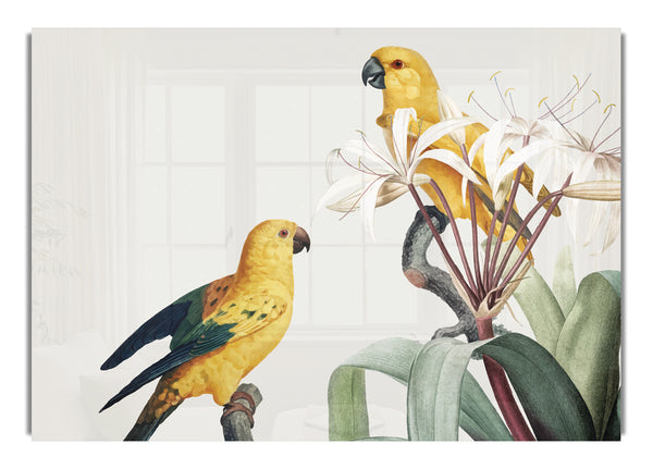 Two Yellow Parrots