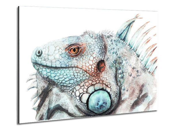 Iguana Stare