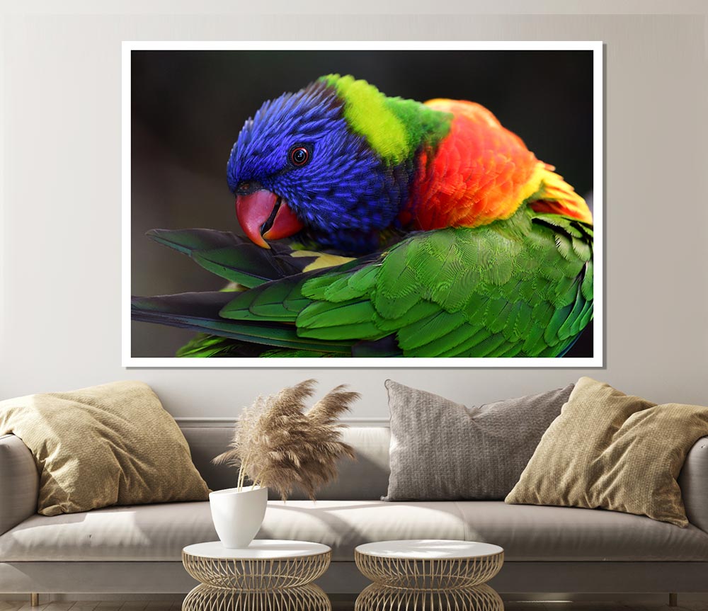 Colourful Parrot Feather Peck Print Poster Wall Art