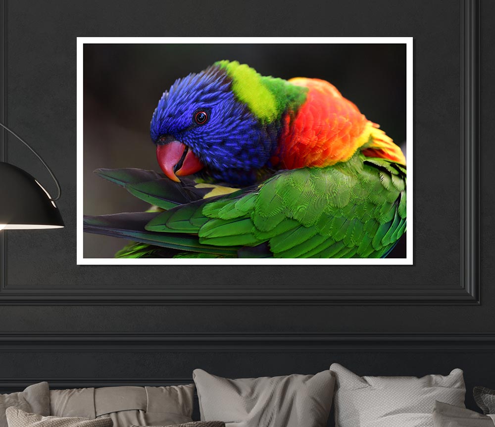 Colourful Parrot Feather Peck Print Poster Wall Art