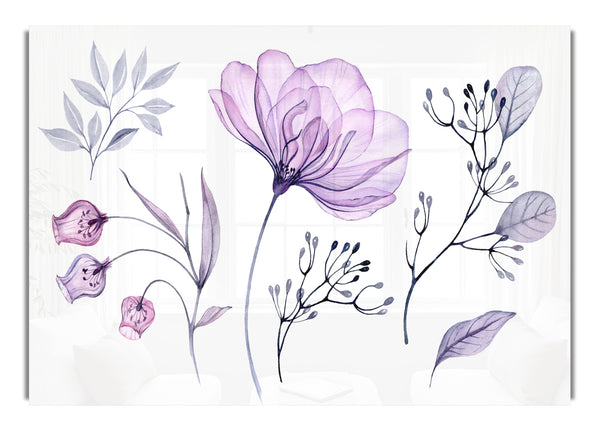 Small Lilac Crocus Illustration