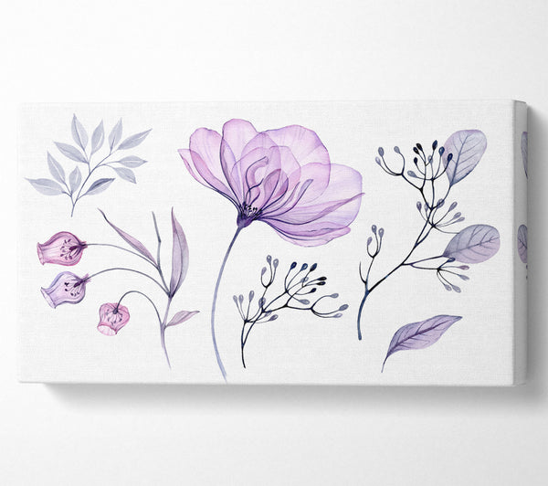 Small Lilac Crocus Illustration