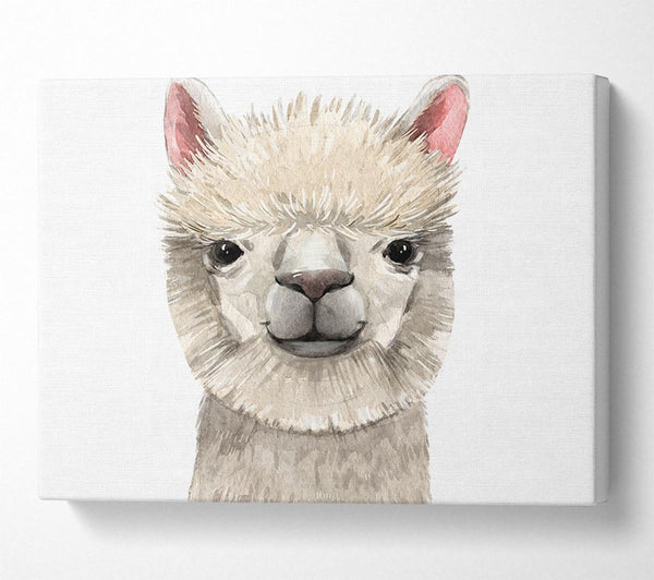 Picture of Llama Drama Canvas Print Wall Art