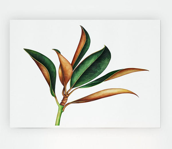 The Plant Drawing Print Poster Wall Art