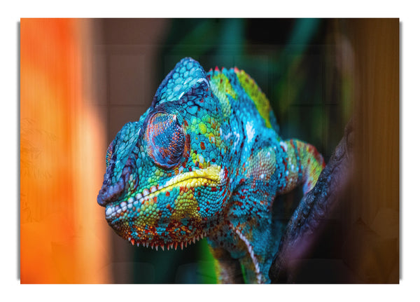 Chameleon Up Close