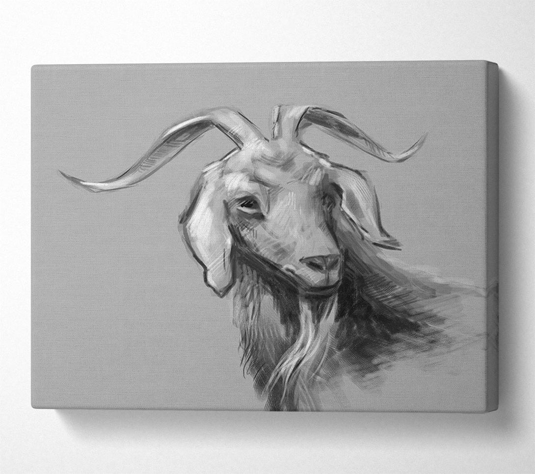 Picture of The Sketch Goat Canvas Print Wall Art