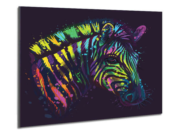 Rainbow Zebra Life