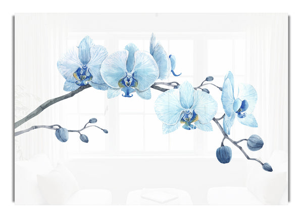 The Blue Orchid Curve