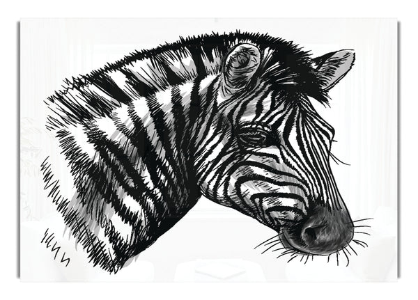 Black And White Zebra Head