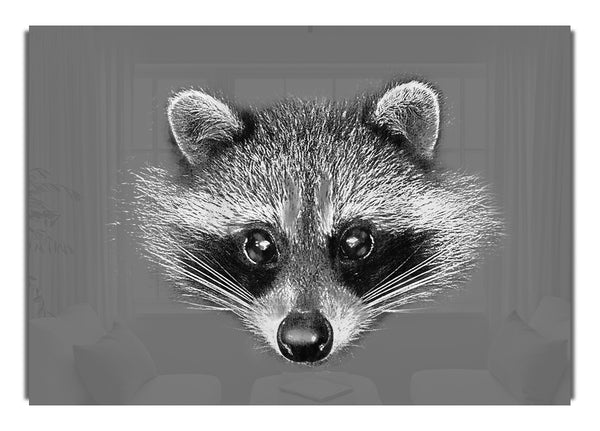 Raccoon On Grey